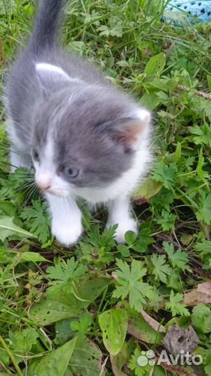 Котята