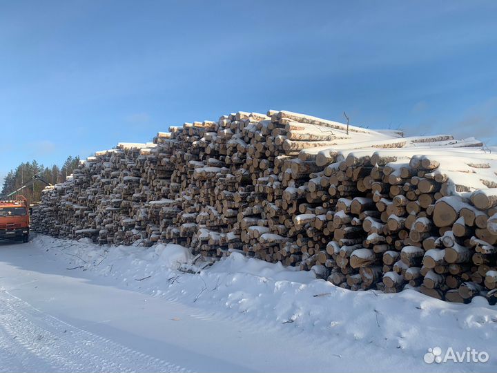 Баланс хвойных пород
