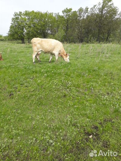 Корова дойная