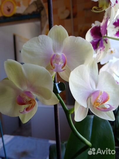 Орхидея фаленопсис