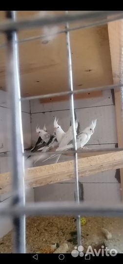 Попугай корелла