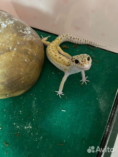 Ящерица эублефар вместе с террариумом 45 на 46 см