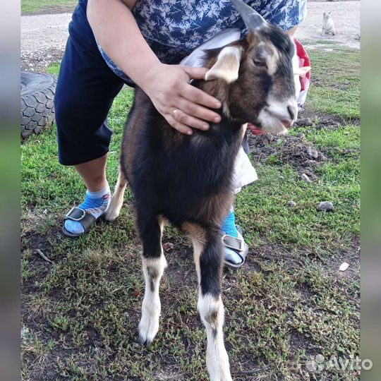 Англо нубийский козлик