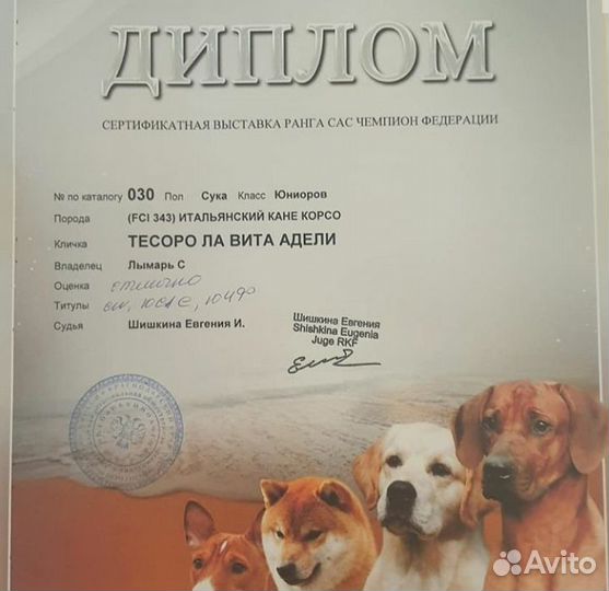 Кане Корсо