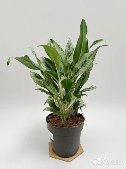Аглонема (Aglaonema Greyhound)