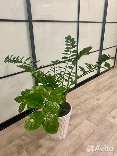 Замиокулькас (доллар)