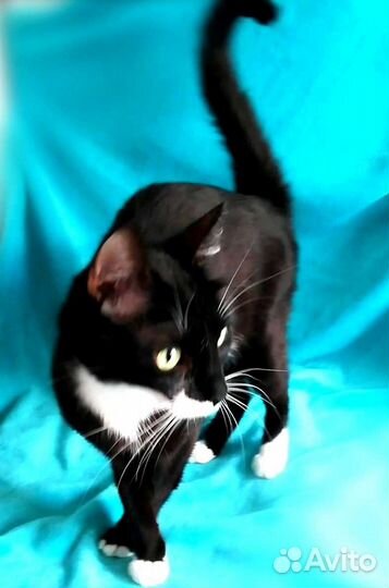 Молодой котик маркизик Макс