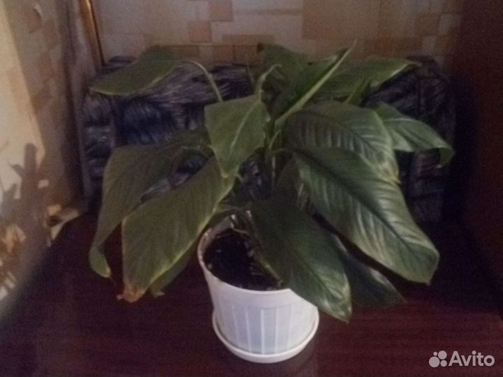 Цветы:алоэ,спатифилиум,золотой ус