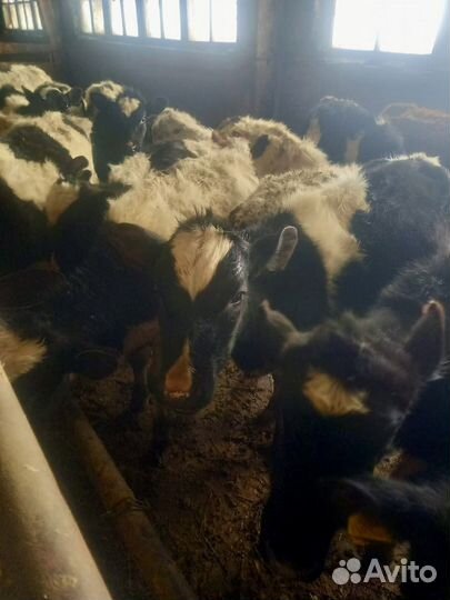 Тёлки до года