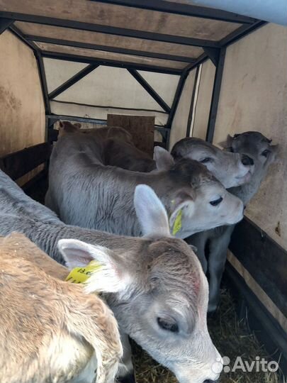 Бычки швицкой породы