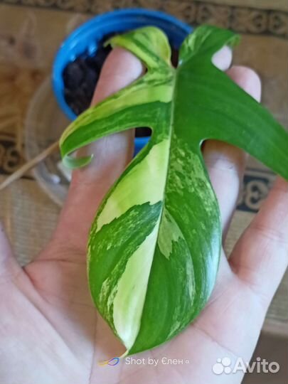 Филодендрон маска вариегатная
