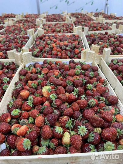 Клубника, малина, смородина ящиками