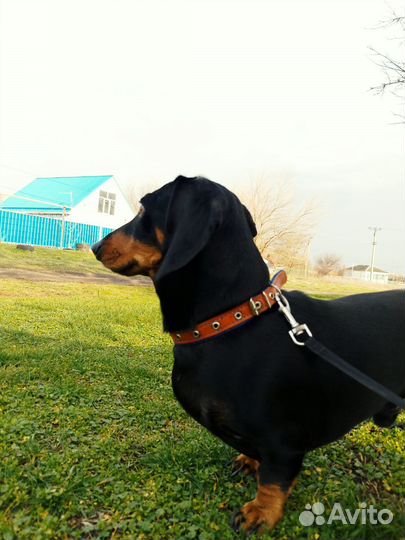 Кроличья такса