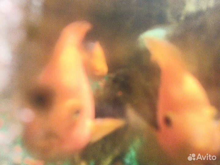 Услуги рыбок