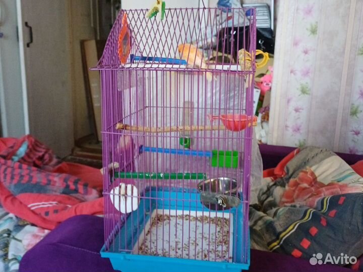 Продаются поющие кеннеры цена догоаорёная