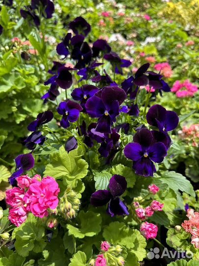 Пеларгонии сортовые