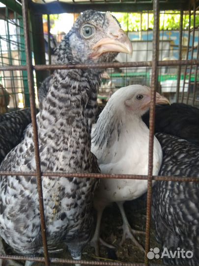 Продаются куры молодки