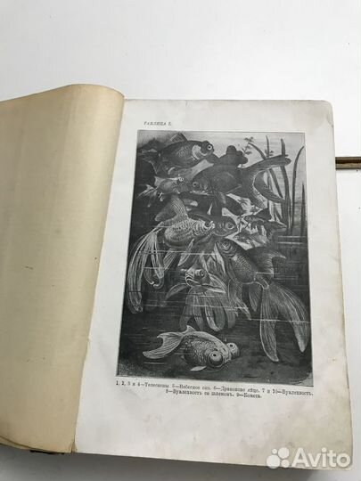 Золотницкий Н.Ф Аквариум любителя