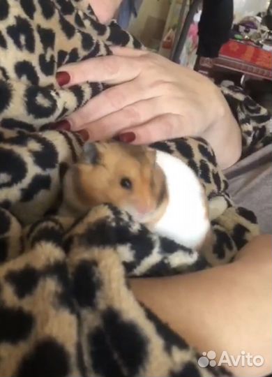 Сирийский хомяк с клеткой