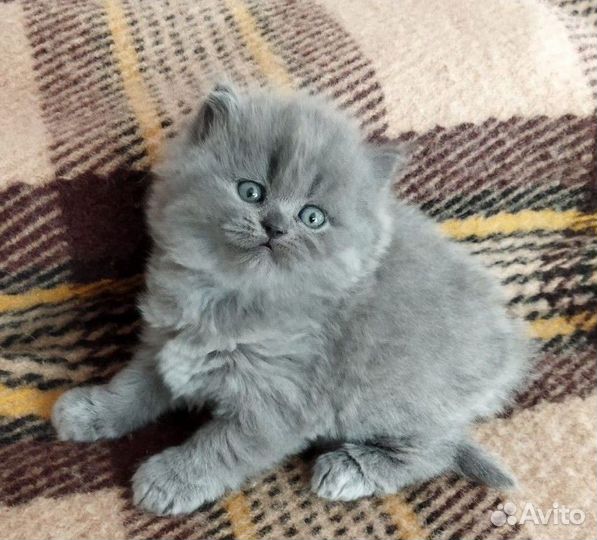 Сибирские котята