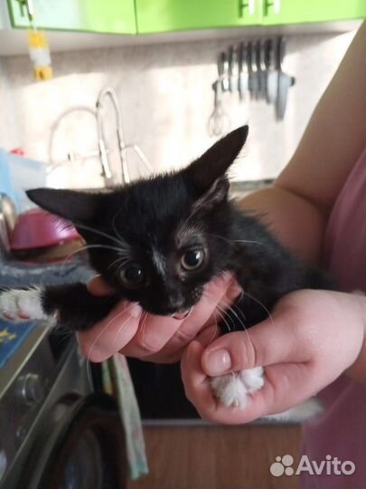 Котёнок