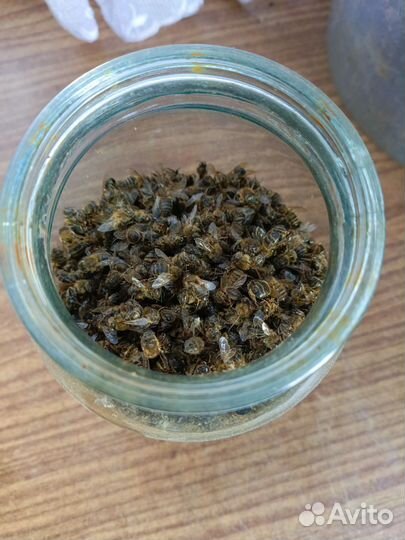 Пчелиный подмор