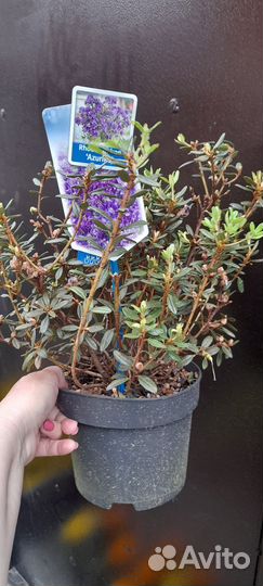 Рододендрон Azurika