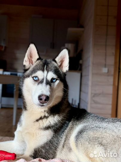 Девочка хаски