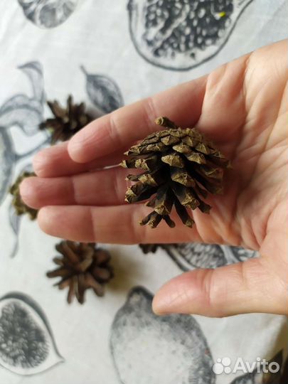 Шишки для декора