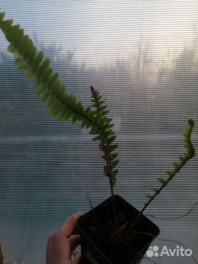 Папоротник нефролепис