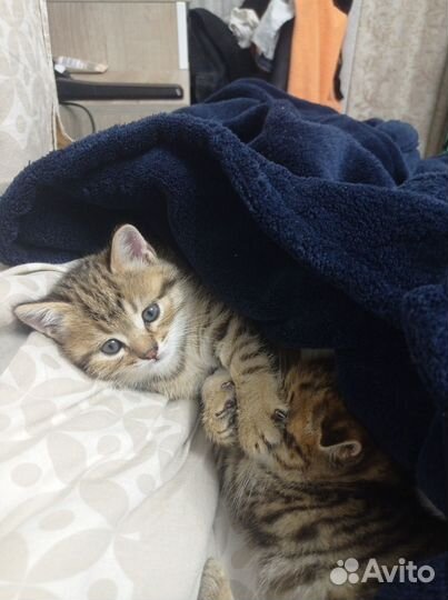 Кошка в дар бесплатно