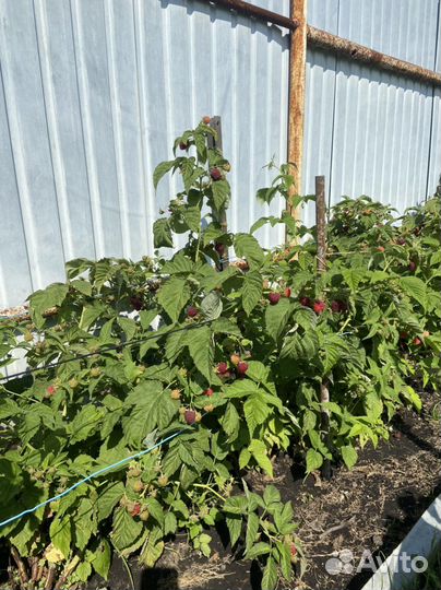 Ремонтантная малина невысокая