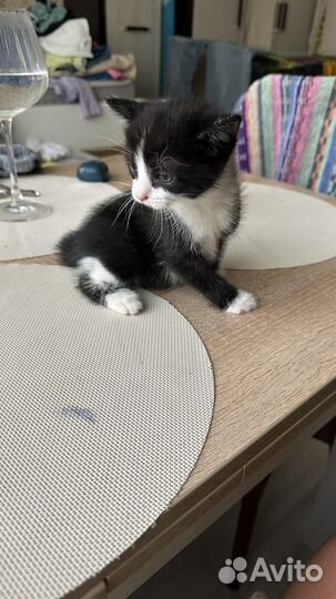 Котята отдам в добрые руки бесплатно