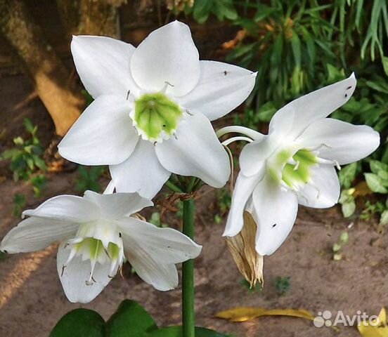 Эухарис амазонская лилия