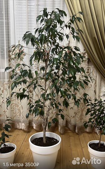 Бенджамина