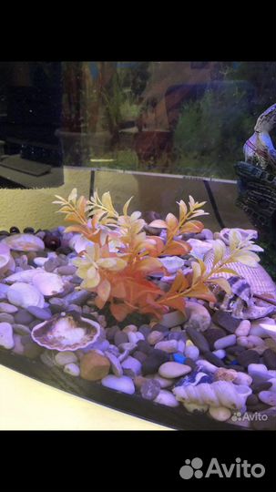 Все для аквариума