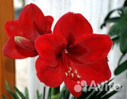 Амариллис(гиппеаструм) луковицы