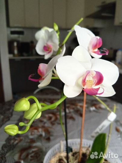 Орхидея фаленопсис ред лип