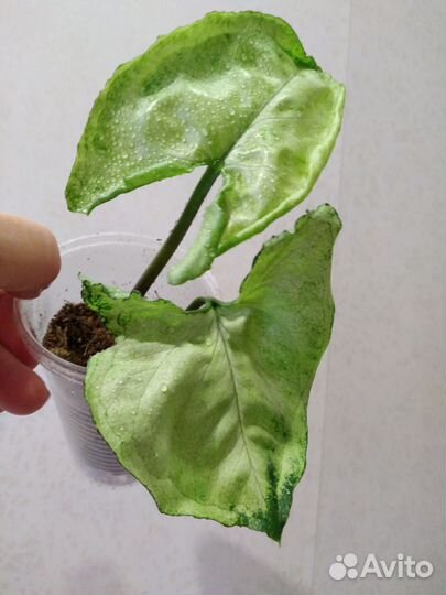 Сингониумы #2