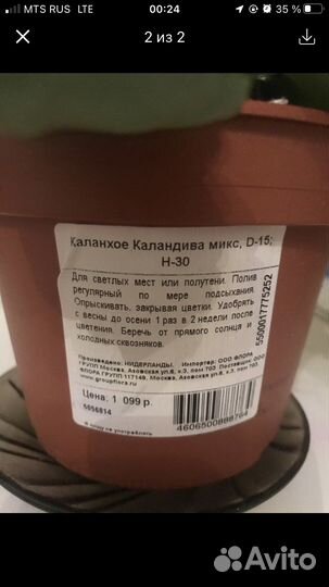 Каланхоэ Каландива