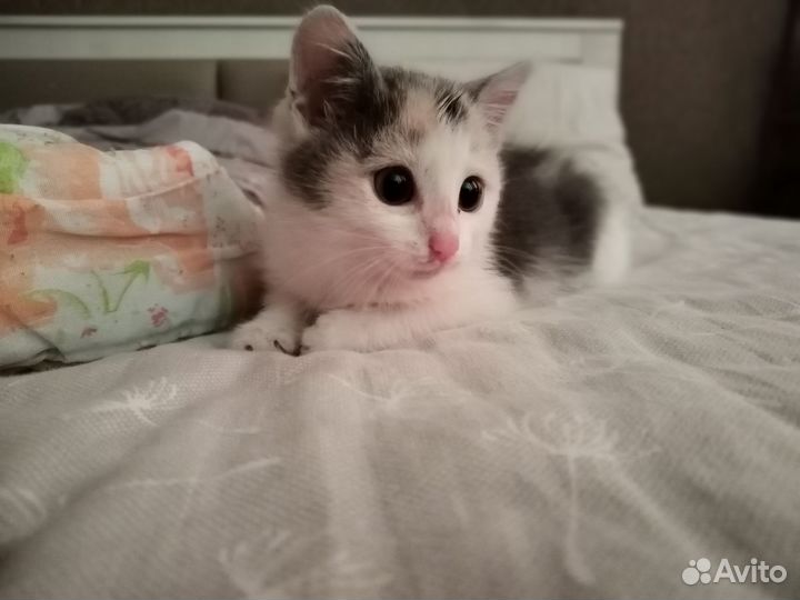Отдам котёнка(девочку ) в добрые руки