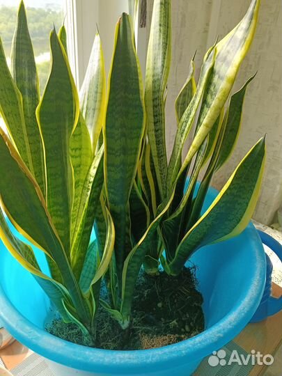 Комнатные растения цветы