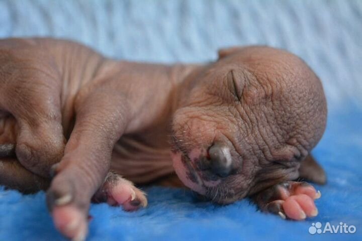 Щенки мексиканской голой собаки (мини )