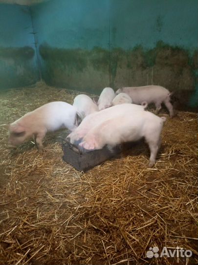 Поросенок домашний