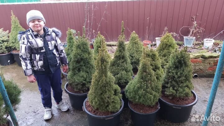 Канадская ель