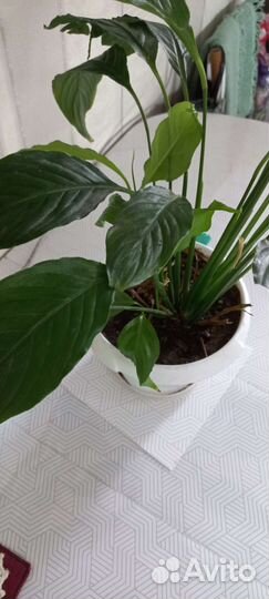 Домашний цветок женское счастье(спицифилиум)