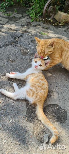 Рыжий котенок в добрые руки бесплатно