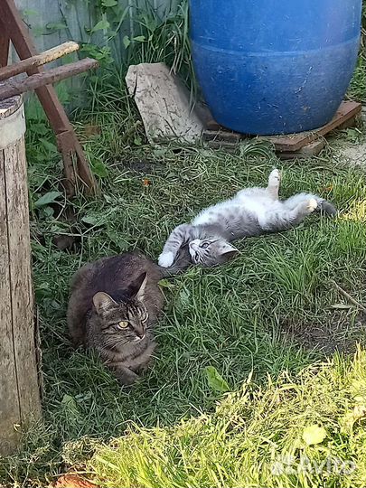 Котята от кошки крысоловки