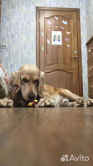 Кокер спаниель