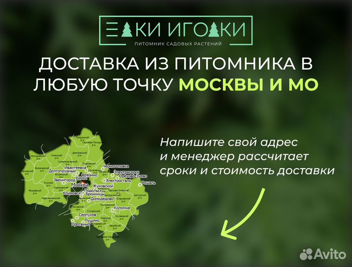 Крупномер Ель Голубая,Ель обыкновенная